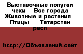 Выставочные попугаи чехи  - Все города Животные и растения » Птицы   . Татарстан респ.